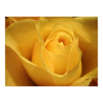 Yellow Rose, S Cyr posters by CyrScenes Yellow Rose, S Cyr posters
