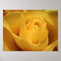 Yellow Rose, S Cyr Poster