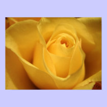 Yellow Rose, S Cyr posters