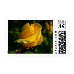 Yellow Rose Stamp