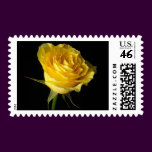 Yellow-Rose-Stamp