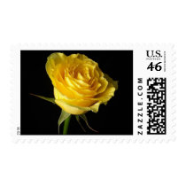 Yellow-Rose-Stamp