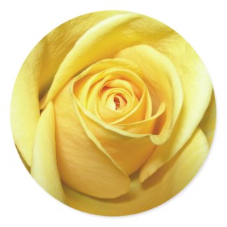 yellow rose sticker