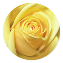 yellow rose sticker by bkang22 yellow rose sticker