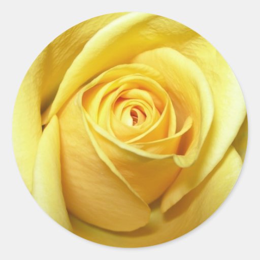 yellow rose sticker Zazzle