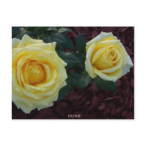 Yellow Rose tstpix postcards by coastalgal Yellow Rose tstpix postcards