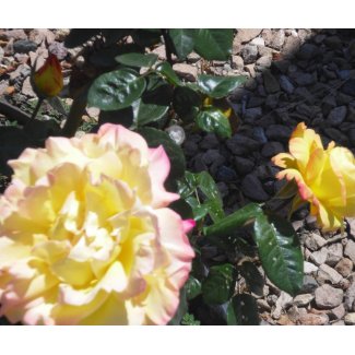 Yellow Rose w Pink Trim Mousepad mousepad