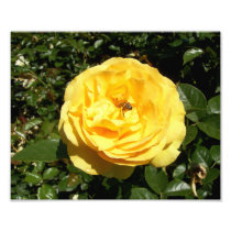 Yellow Rose With A Bee Art Photo