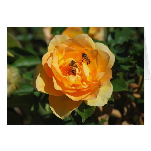 Yellow Rose With Honeybees Card card