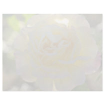 Yellow Rose With Pink Tinged Petals flowers Letterhead Design