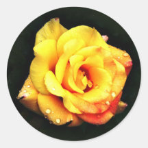 Yellow rose with rain drops stickers
