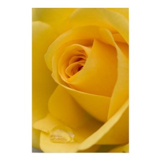 Yellow Rose with Raindrop Print print