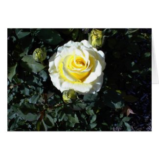 Yellow Rose With Three Buds Cards card