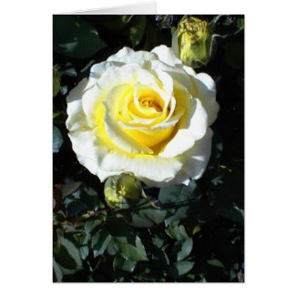 Yellow Rose With Three Buds Cards