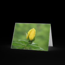 Yellow rosebud card cards