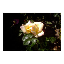 Yellow Rosebud posters by wingedturtle Yellow Rosebud posters