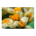 Yellow Roses and Calla Lilies Poster posters by designsbytami Yellow Roses and Calla Lilies Poster posters