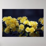 Yellow roses and meaning print
