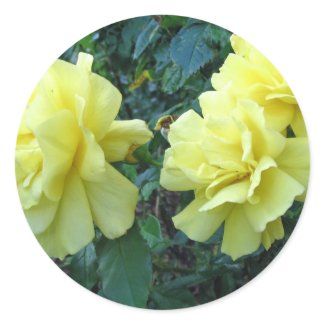 Yellow Roses Flower Sticker sticker