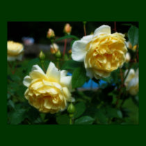 Yellow Roses In Bloom Flower Poster posters