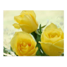 Yellow Roses Post Card