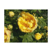Yellow Roses Postcard