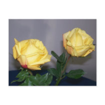 Yellow Roses Postcard