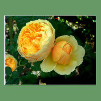 Yellow Roses Postcard postcards