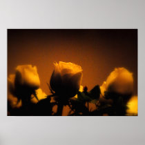 Yellow Roses posters