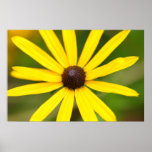 Yellow Rudbeckia Flower Poster