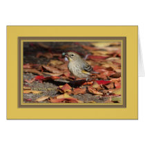 Yellow_rumped_warb_5644 Cards