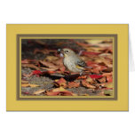 Yellow_rumped_warb_5644 cards