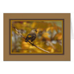 Yellow_rumped_warbler_5434 Greeting Cards
