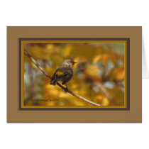 Yellow_rumped_warbler_5434 Greeting Cards