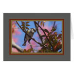 yellow_rumped_warbler_5852 cards