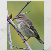 Yellow-rumped Warbler Full Color Flyer