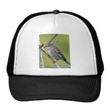 Yellow-rumped Warbler Hat