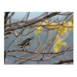 Yellow-rumped Warbler Postcard