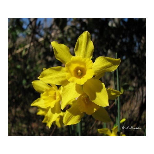 Yellow Rush-leaf Daffodils print