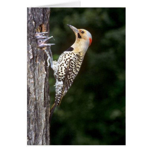 Yellow-shafted Flicker with young Greeting Cards