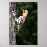 Yellow-shafted Flicker with young Poster