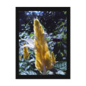Yellow Shrimp Plant with ants postcard