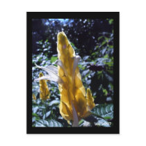 Yellow Shrimp Plant with ants postcard by elledeegee Yellow Shrimp Plant with ants postcard