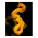 Yellow Snake Poster posters