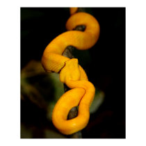 Yellow Snake Poster posters by gwendrop Yellow Snake Poster posters