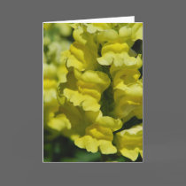 "Yellow Snapdragons" Greeting Card cards