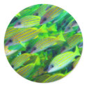 Yellow Snapper Wallpaper stickers by rudcpr Yellow Snapper Wallpaper stickers