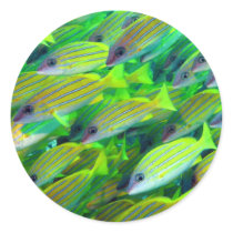 Yellow Snapper Wallpaper stickers by rudcpr Yellow Snapper Wallpaper stickers