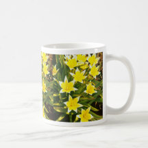 yellow Species Tulips, 'Tulipa Tarda' flowers Coffee Mug