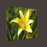 Yellow Spider Lily Stretched Canvas Print canvas prints